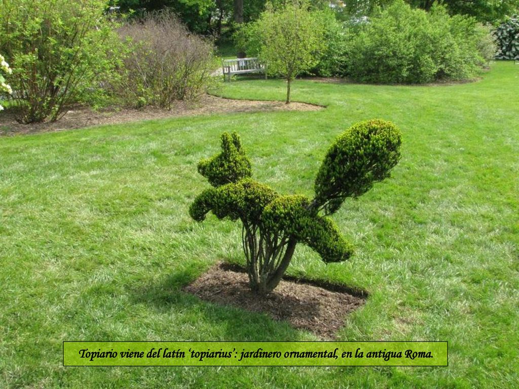 Topiario viene del latín ‘topiarius’: jardinero ornamental, en la antigua Roma.