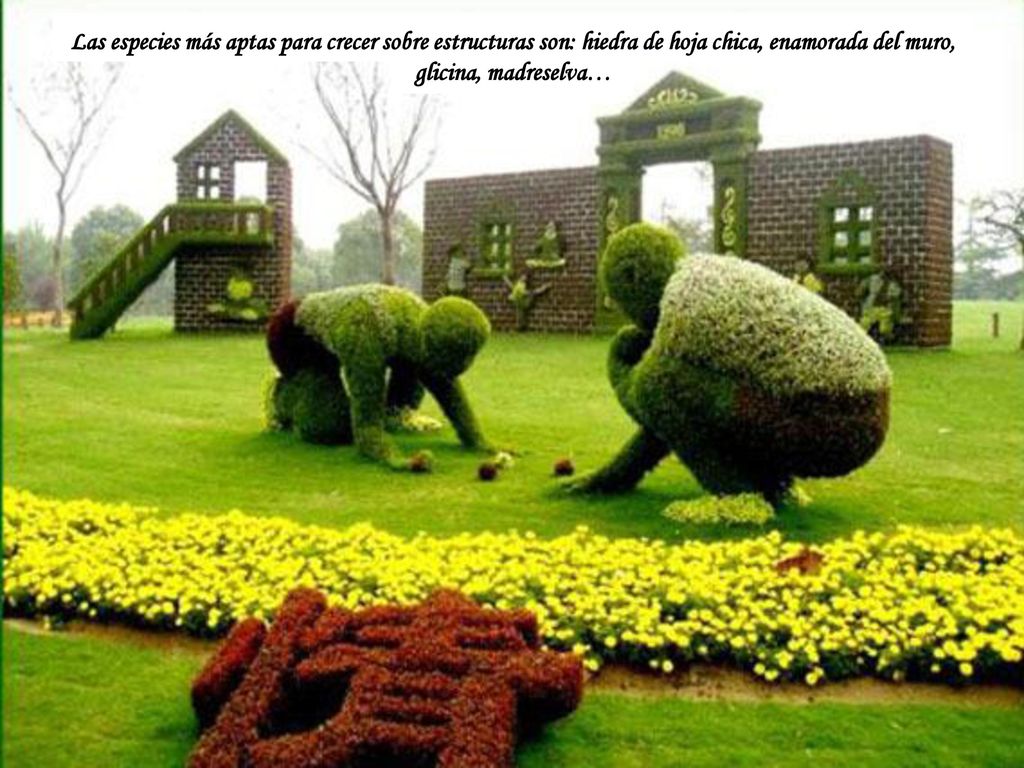 Las especies más aptas para crecer sobre estructuras son: hiedra de hoja chica, enamorada del muro, glicina, madreselva…