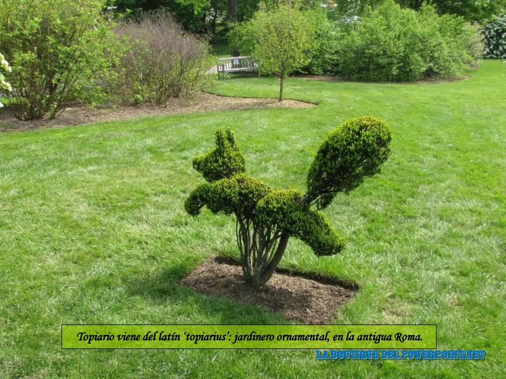 Topiario viene del latín ‘topiarius’: jardinero ornamental, en la antigua Roma.
