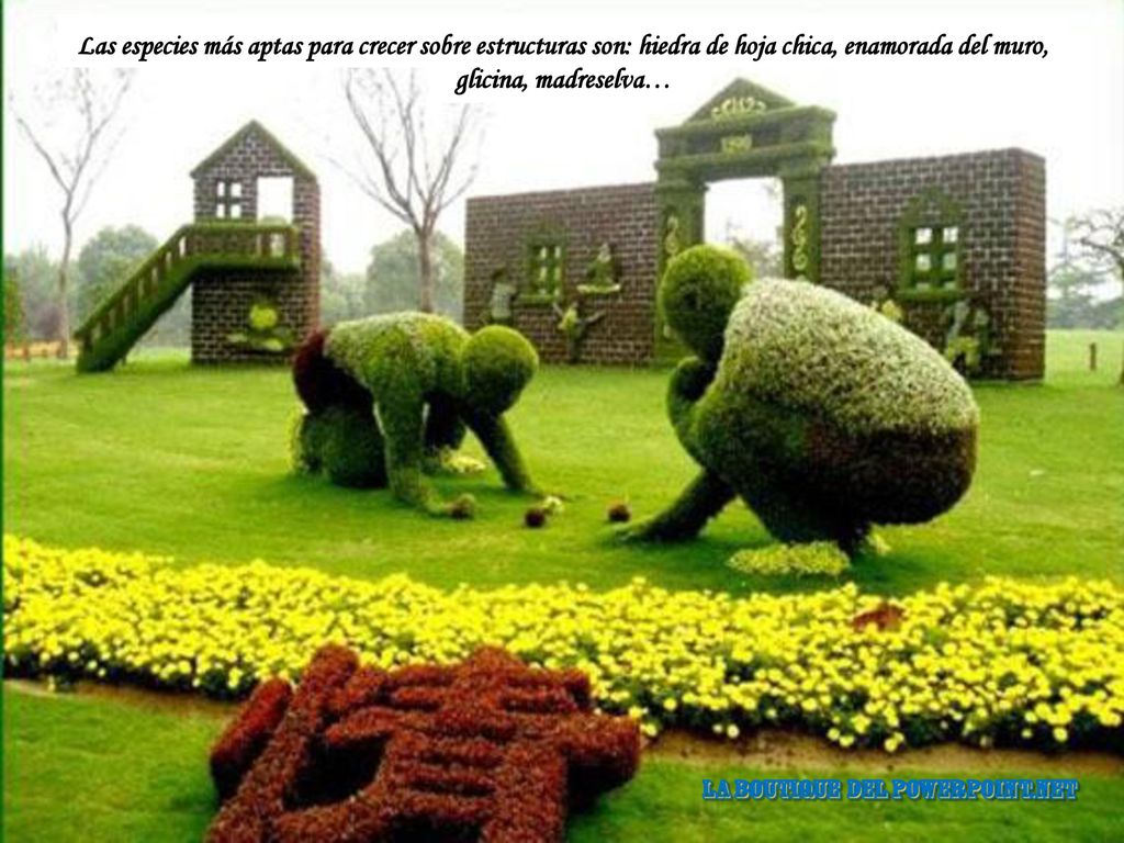 Las especies más aptas para crecer sobre estructuras son: hiedra de hoja chica, enamorada del muro, glicina, madreselva…