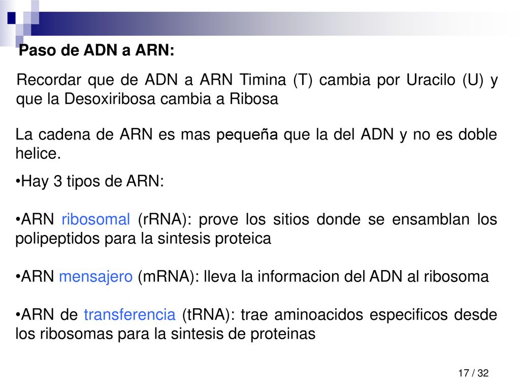 Paso de ADN a ARN: Recordar que de ADN a ARN Timina (T) cambia por Uracilo (U) y que la Desoxiribosa cambia a Ribosa.
