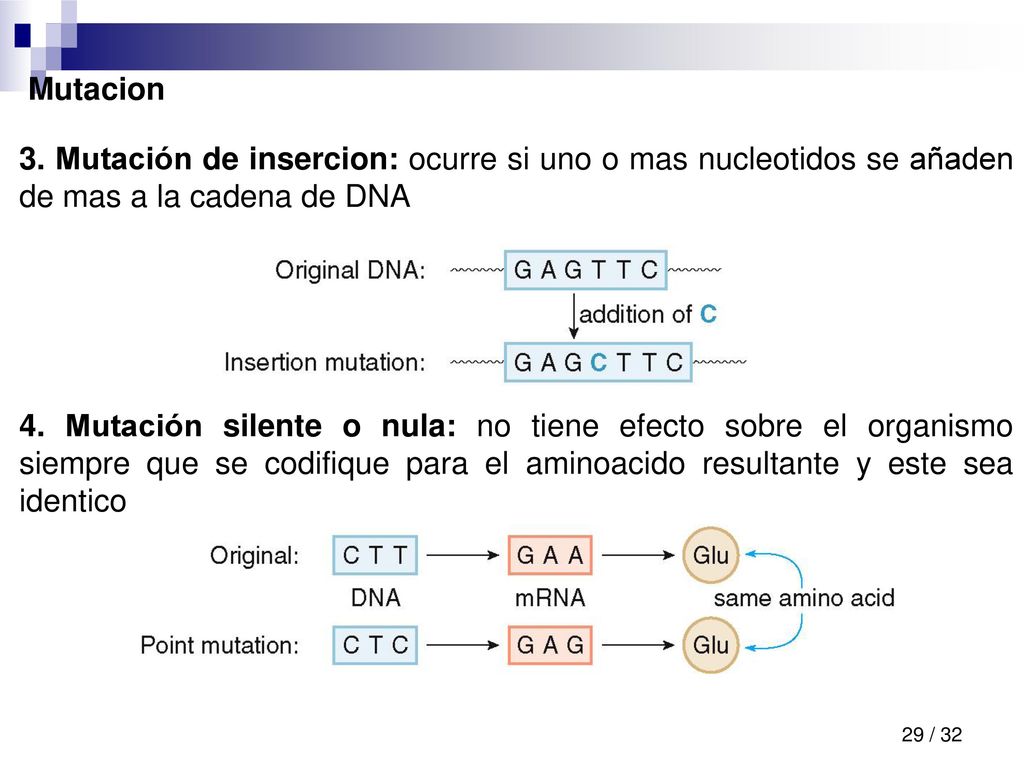 Mutacion 3. Mutación de insercion: ocurre si uno o mas nucleotidos se añaden de mas a la cadena de DNA.