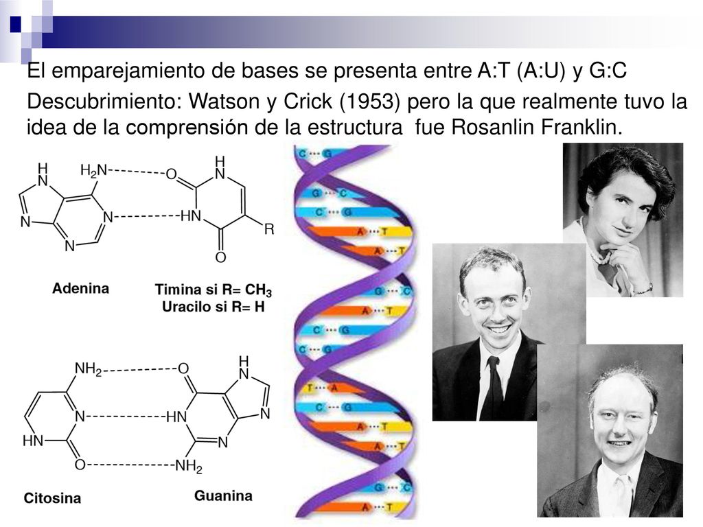 El emparejamiento de bases se presenta entre A:T (A:U) y G:C