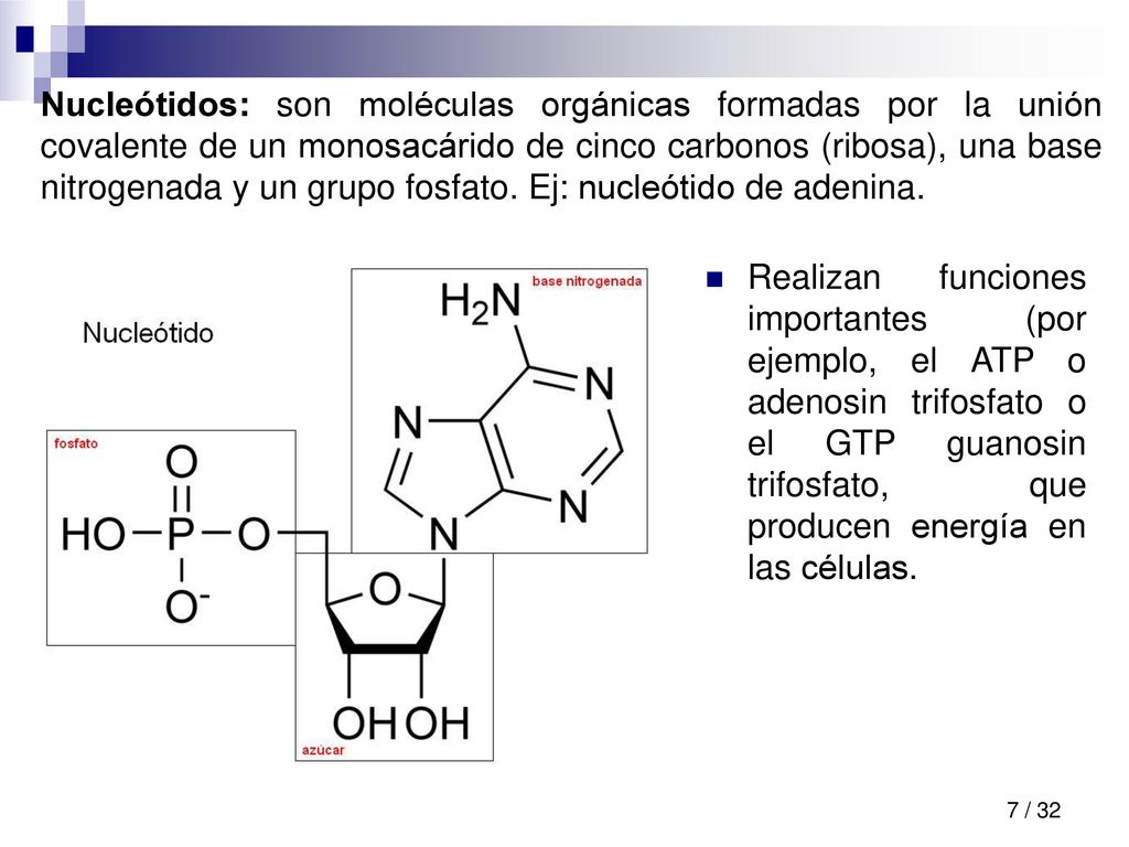 Nucleótidos: son moléculas orgánicas formadas por la unión covalente de un monosacárido de cinco carbonos (ribosa), una base nitrogenada y un grupo fosfato. Ej: nucleótido de adenina.