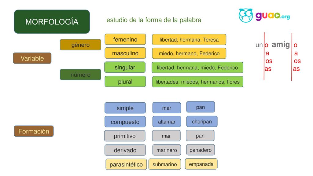 MORFOLOGÍA estudio de la forma de la palabra un o amig o a a os os