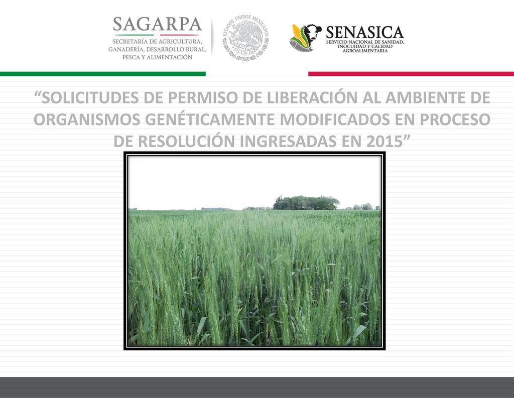 SOLICITUDES DE PERMISO DE LIBERACIÓN AL AMBIENTE DE ORGANISMOS GENÉTICAMENTE MODIFICADOS EN PROCESO DE RESOLUCIÓN INGRESADAS EN 2015
