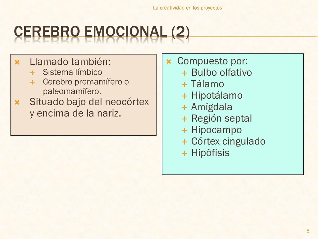 Cerebro emocional (2) Llamado también: Compuesto por: Bulbo olfativo