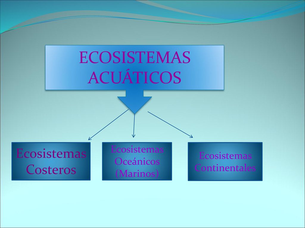 ECOSISTEMAS ACUÁTICOS