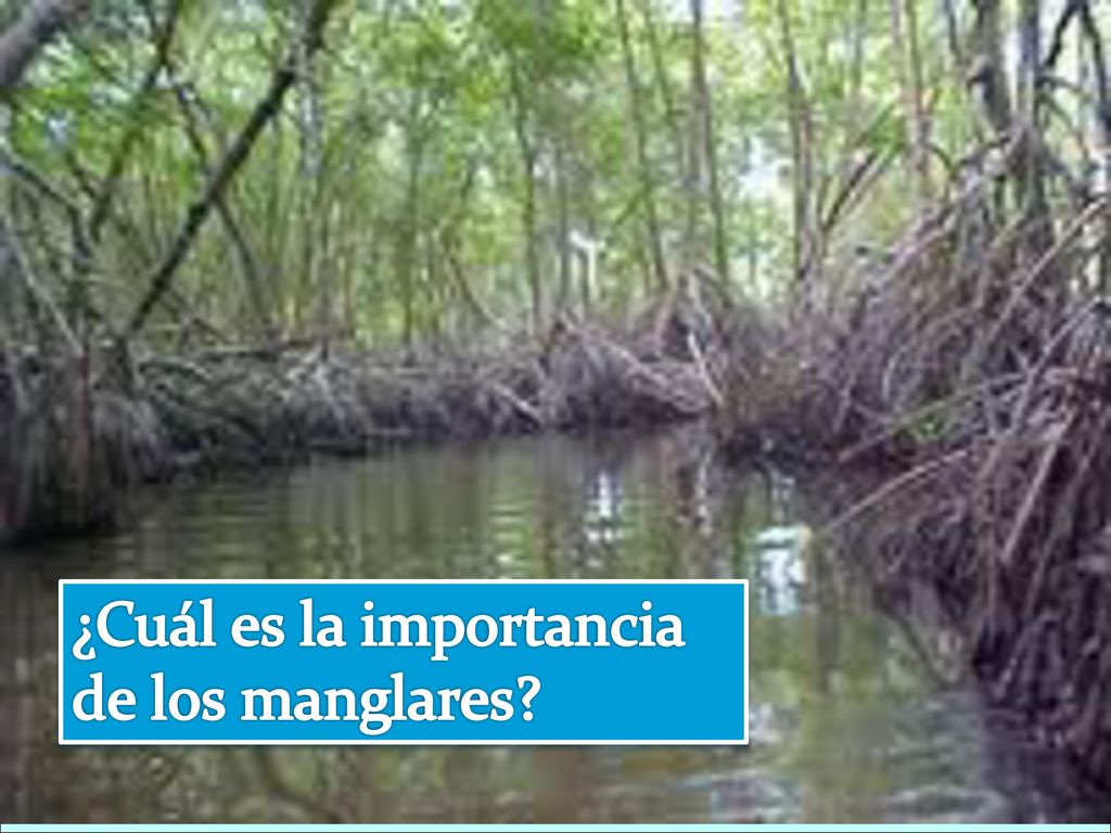 ¿Cuál es la importancia de los manglares