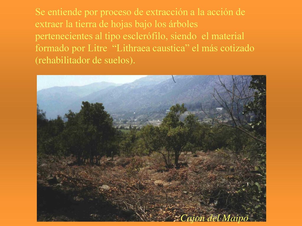 Se entiende por proceso de extracción a la acción de extraer la tierra de hojas bajo los árboles pertenecientes al tipo esclerófilo, siendo el material formado por Litre Lithraea caustica el más cotizado (rehabilitador de suelos).