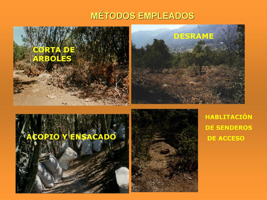 MÉTODOS EMPLEADOS DESRAME CORTA DE ARBOLES ACOPIO Y ENSACADO