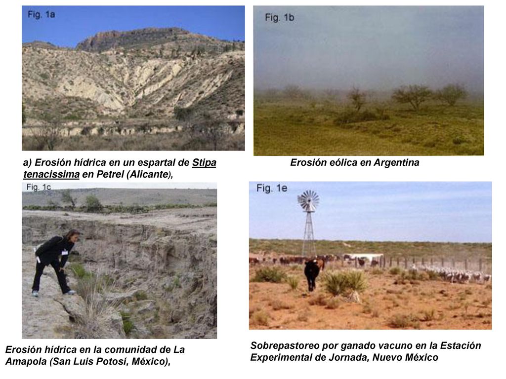 a) Erosión hídrica en un espartal de Stipa tenacissima en Petrel (Alicante),