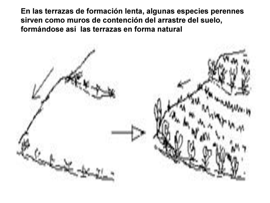 En las terrazas de formación lenta, algunas especies perennes sirven como muros de contención del arrastre del suelo, formándose así las terrazas en forma natural
