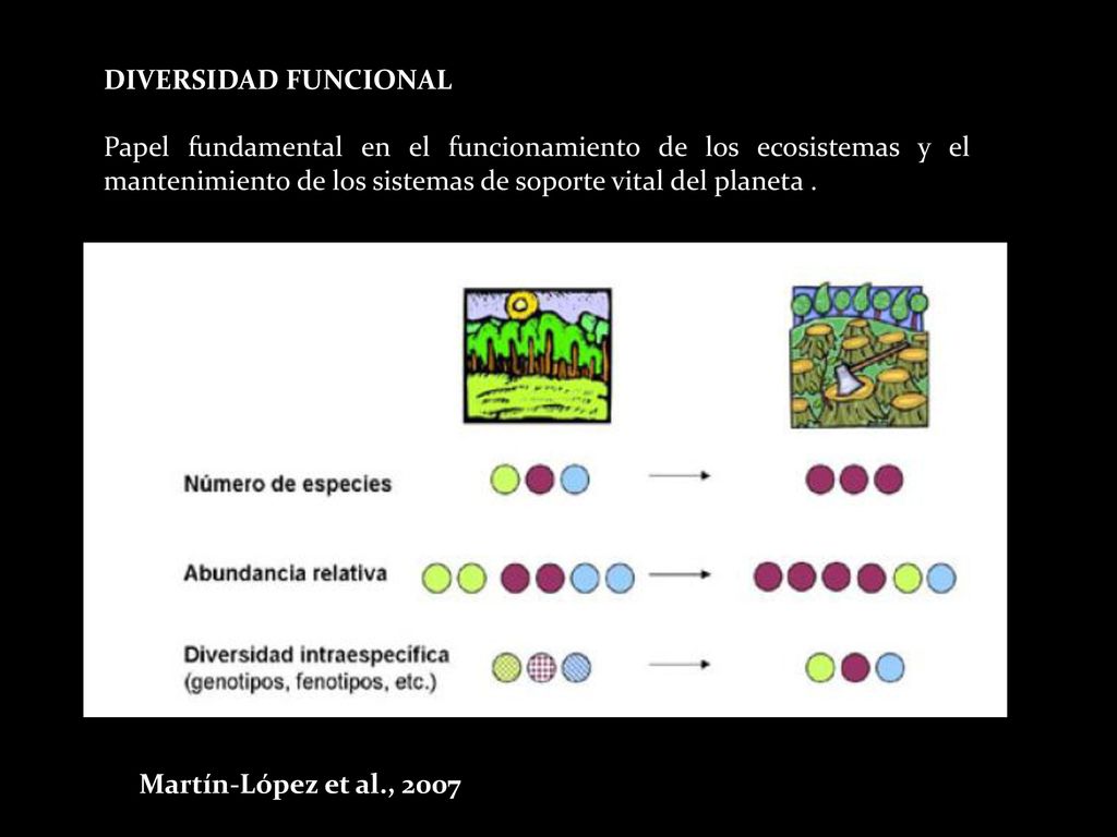 DIVERSIDAD FUNCIONAL Papel fundamental en el funcionamiento de los ecosistemas y el mantenimiento de los sistemas de soporte vital del planeta .