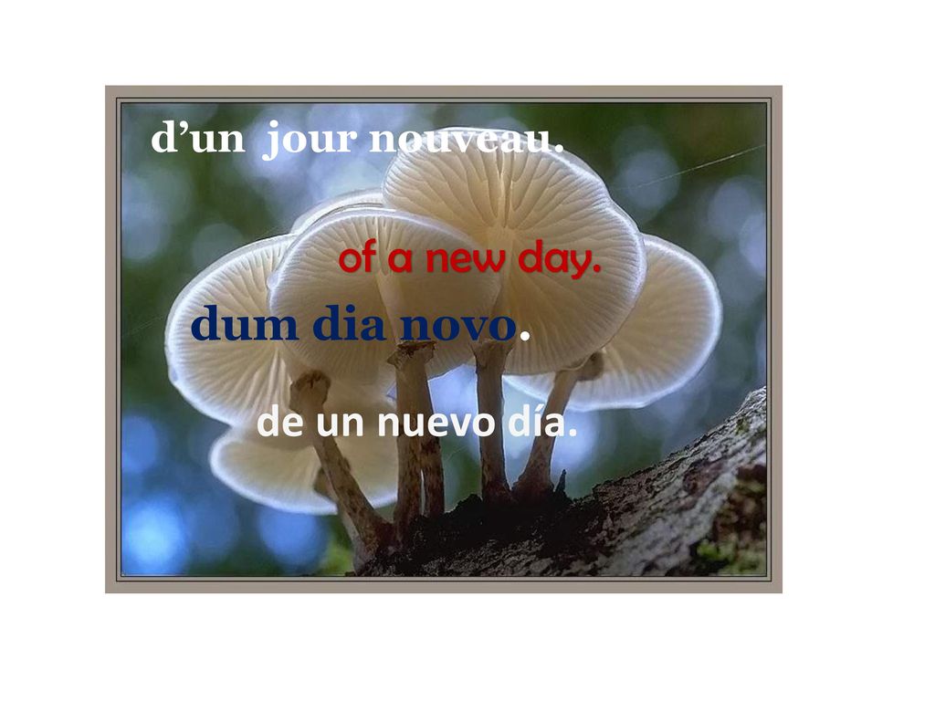 of a new day. dum dia novo. de un nuevo día. d’un jour nouveau.