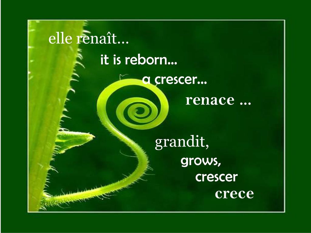 renace ... crece elle renaît… it is reborn… a crescer... grandit,