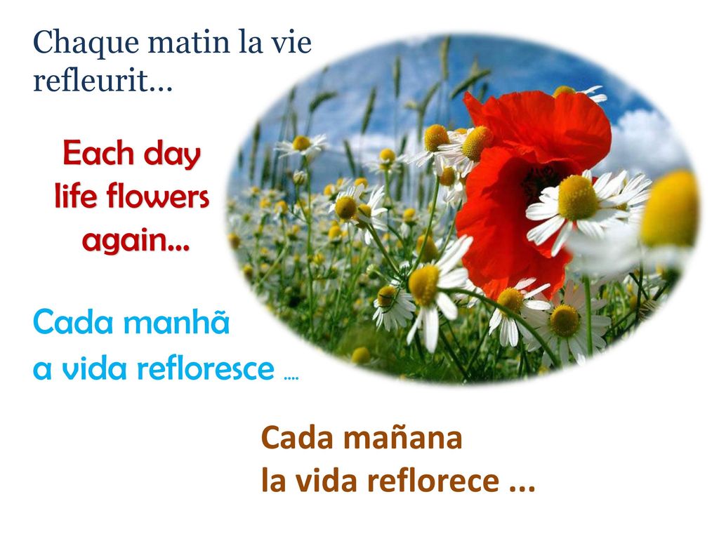 Each day life flowers again… Cada manhã a vida refloresce ....