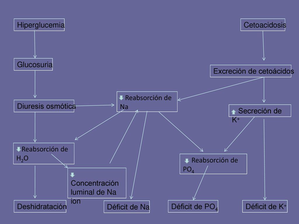 Hiperglucemia Cetoacidosis. Glucosuria. Excreción de cetoácidos. Reabsorción de Na. Diuresis osmótica.