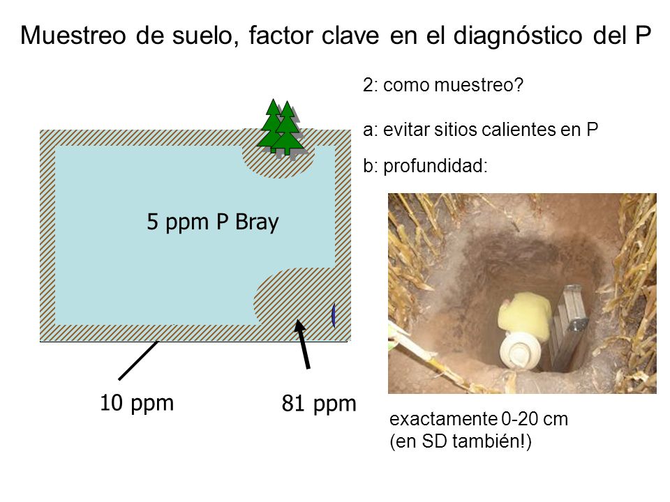 Muestreo de suelo, factor clave en el diagnóstico del P