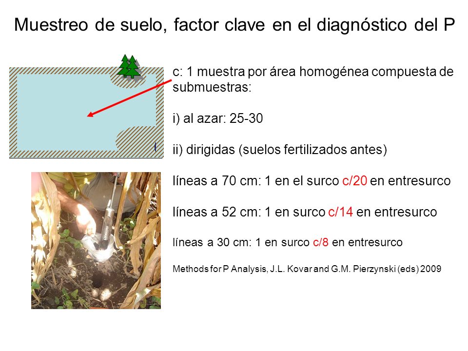 Muestreo de suelo, factor clave en el diagnóstico del P