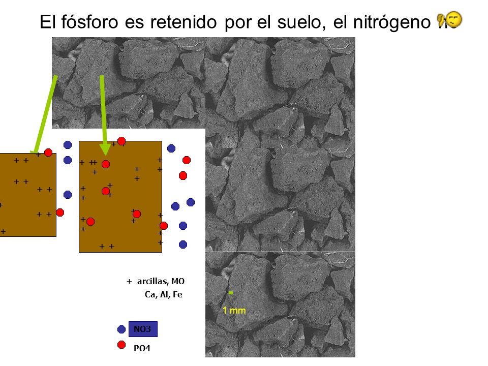 El fósforo es retenido por el suelo, el nitrógeno no