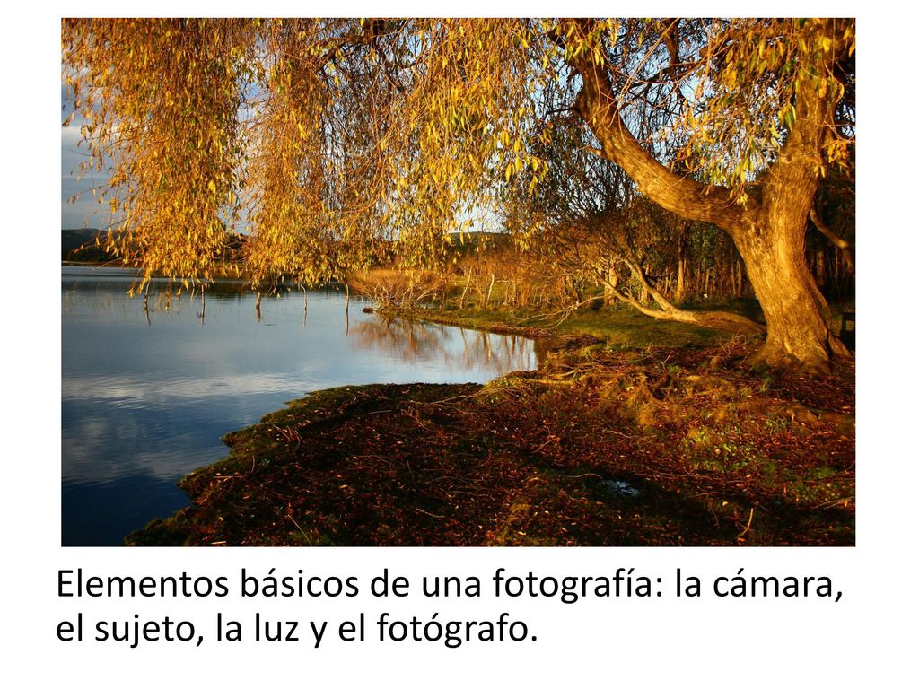 Elementos básicos de una fotografía: la cámara, el sujeto, la luz y el fotógrafo.