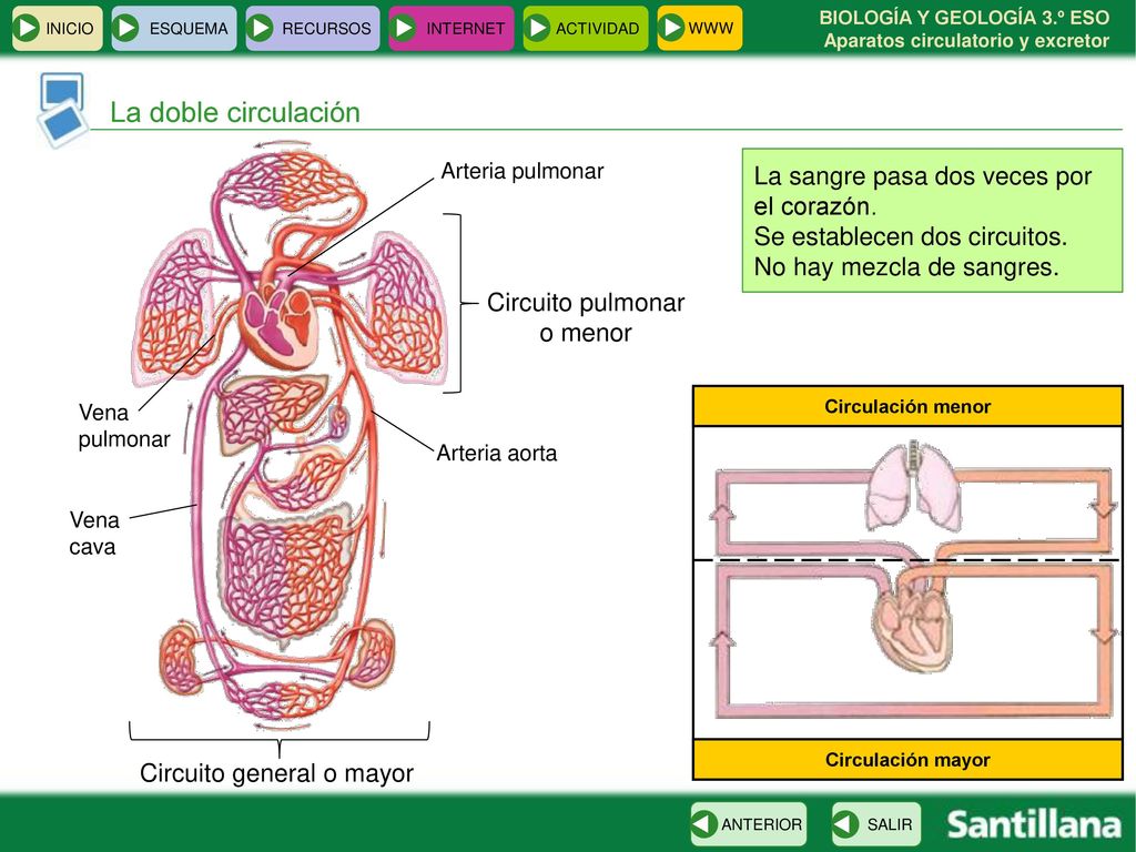 La doble circulación La sangre pasa dos veces por el corazón.