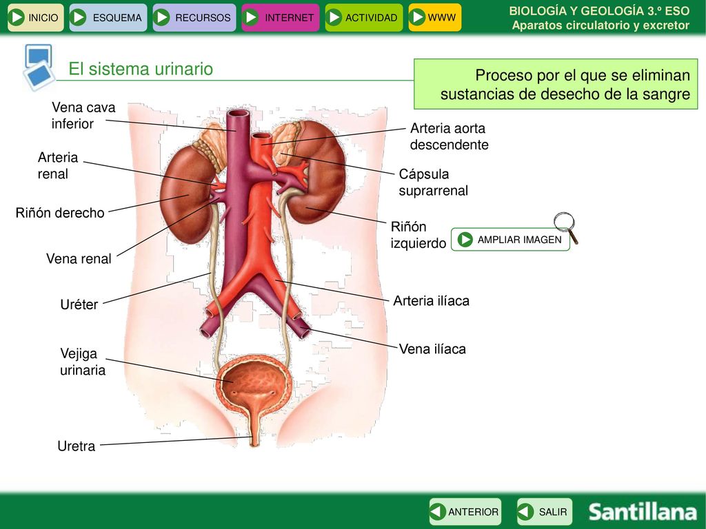 INICIO ESQUEMA. RECURSOS. INTERNET. ACTIVIDAD. WWW. El sistema urinario. Proceso por el que se eliminan sustancias de desecho de la sangre.