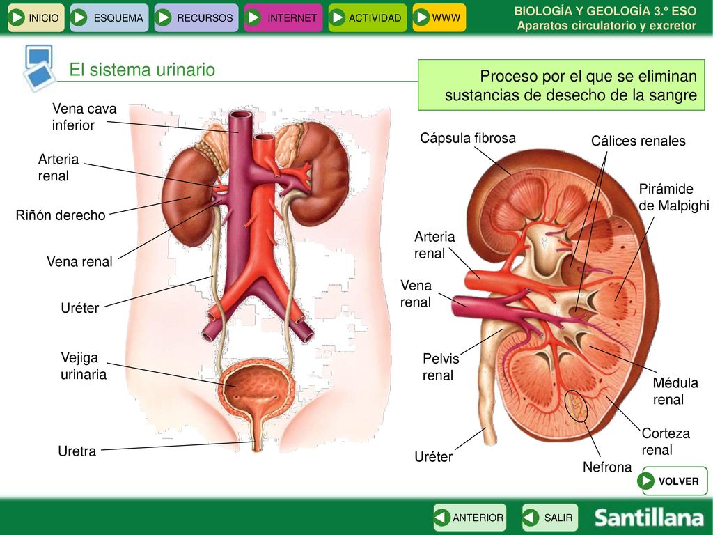 INICIO ESQUEMA. RECURSOS. INTERNET. ACTIVIDAD. WWW. El sistema urinario. Proceso por el que se eliminan sustancias de desecho de la sangre.
