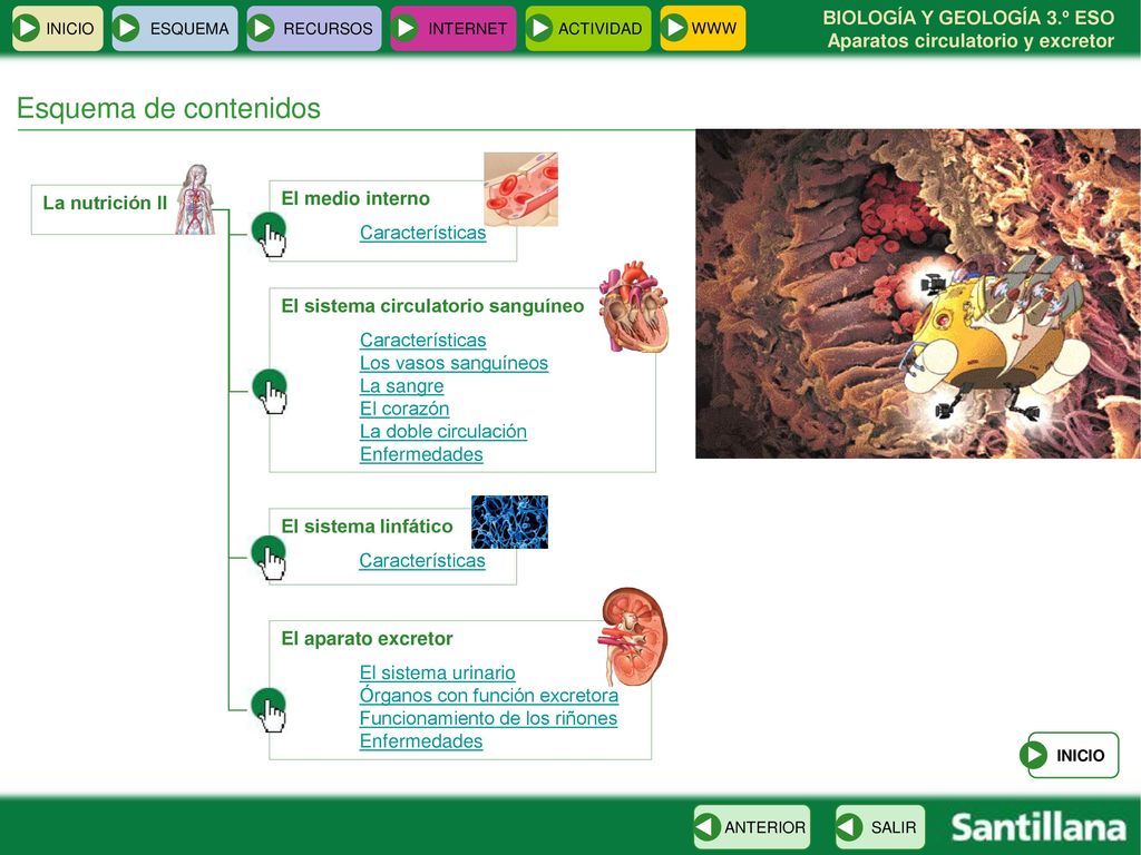 Esquema de contenidos El medio interno La nutrición II Características