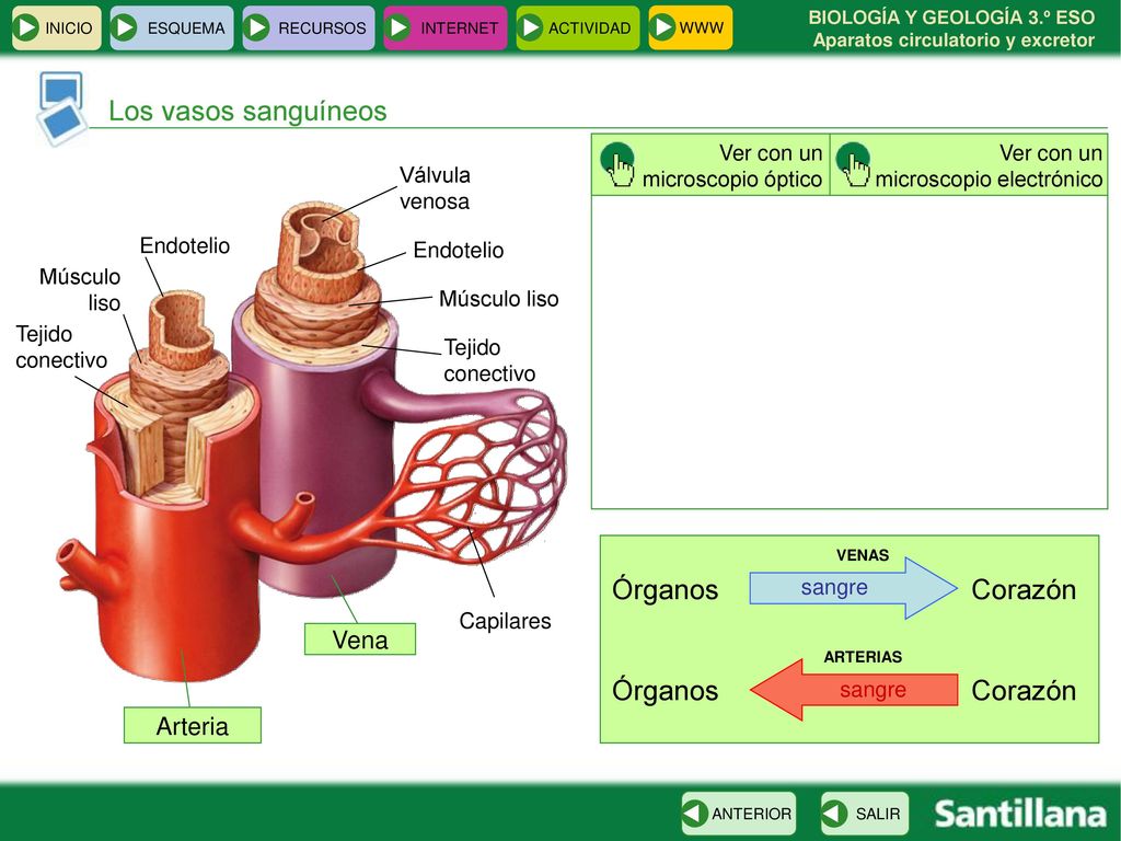 Los vasos sanguíneos Órganos Corazón Vena Arteria