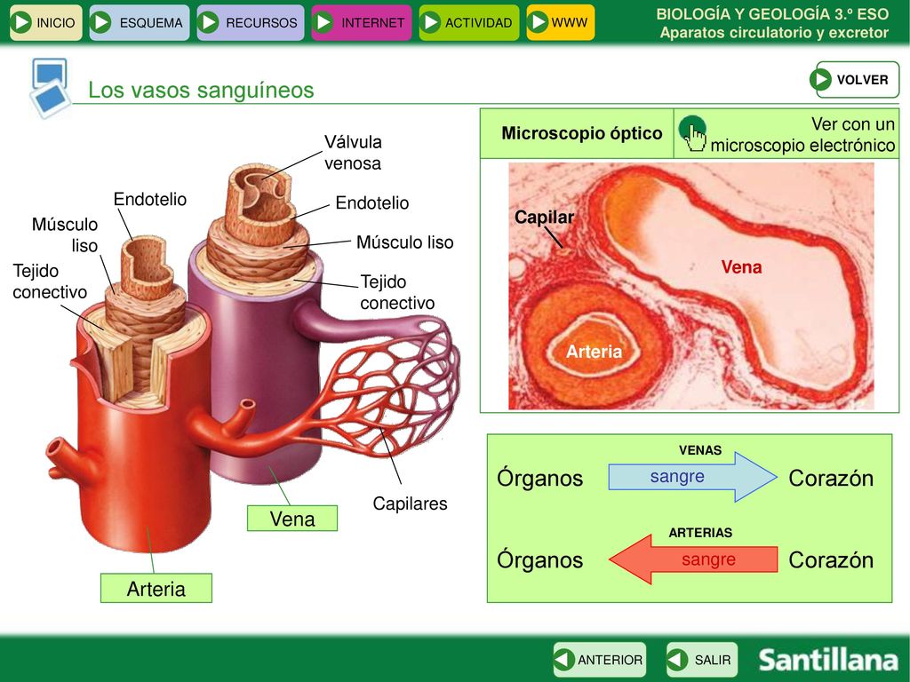 Los vasos sanguíneos Órganos Corazón Vena Arteria