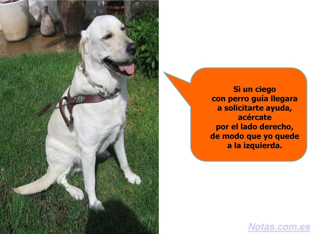 Si un ciego con perro guía llegara a solicitarte ayuda, acércate por el lado derecho, de modo que yo quede a la izquierda.