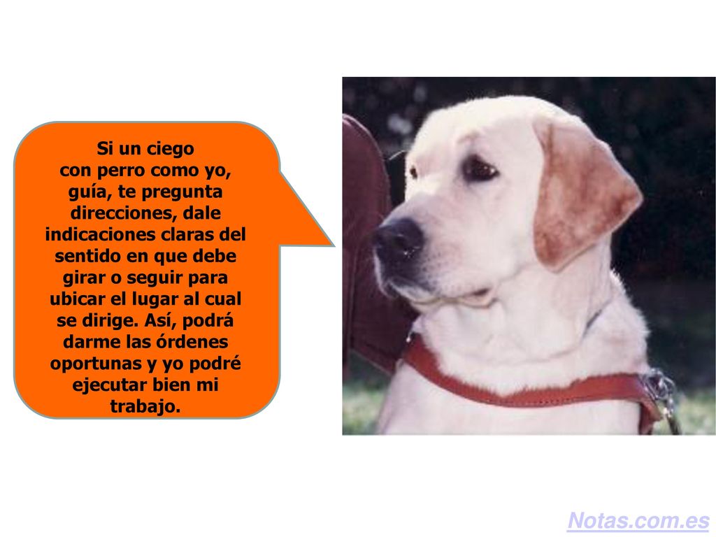 Si un ciego con perro como yo, guía, te pregunta direcciones, dale indicaciones claras del sentido en que debe girar o seguir para ubicar el lugar al cual se dirige. Así, podrá darme las órdenes oportunas y yo podré ejecutar bien mi trabajo.