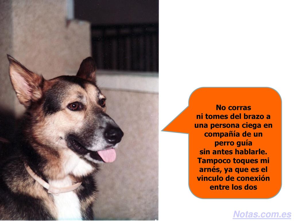 No corras ni tomes del brazo a una persona ciega en compañía de un perro guía sin antes hablarle. Tampoco toques mi arnés, ya que es el vinculo de conexión entre los dos
