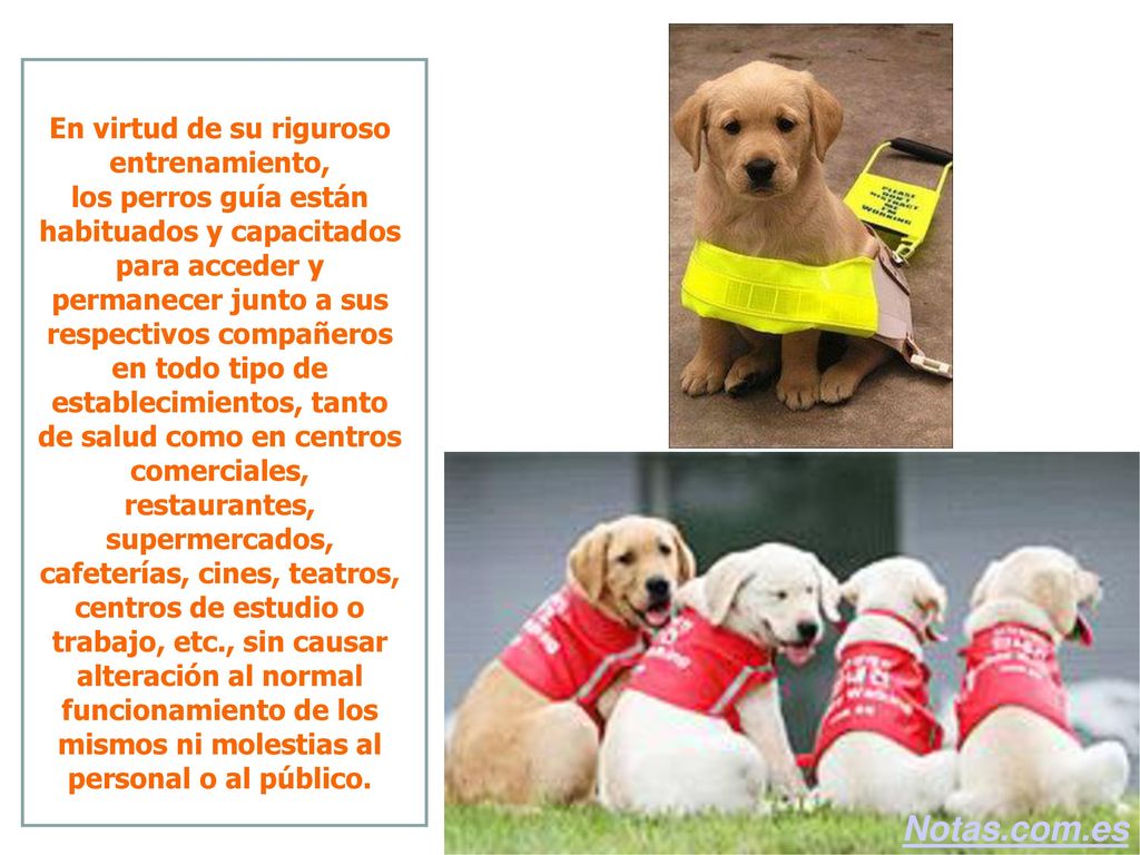 En virtud de su riguroso entrenamiento, los perros guía están habituados y capacitados para acceder y permanecer junto a sus respectivos compañeros en todo tipo de establecimientos, tanto de salud como en centros comerciales, restaurantes, supermercados, cafeterías, cines, teatros, centros de estudio o trabajo, etc., sin causar alteración al normal funcionamiento de los mismos ni molestias al personal o al público.