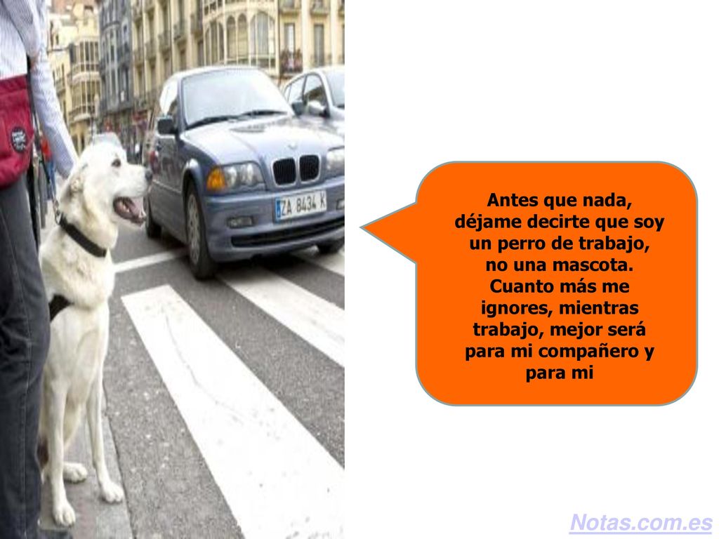 Antes que nada, déjame decirte que soy un perro de trabajo, no una mascota. Cuanto más me ignores, mientras trabajo, mejor será para mi compañero y para mi