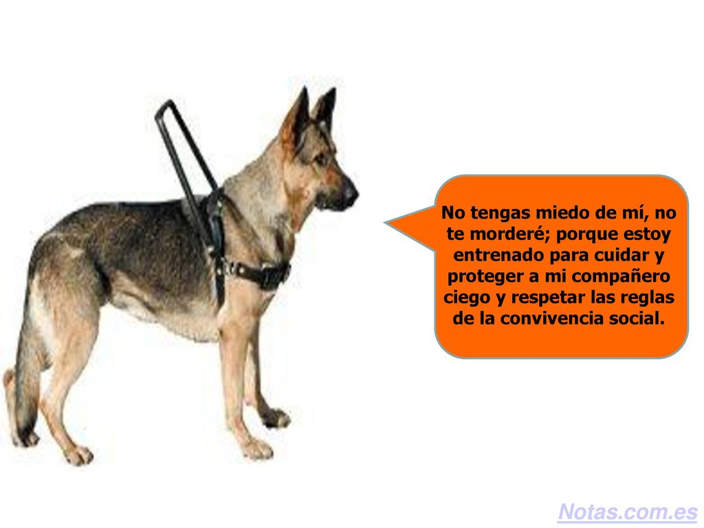 No tengas miedo de mí, no te morderé; porque estoy entrenado para cuidar y proteger a mi compañero ciego y respetar las reglas de la convivencia social.