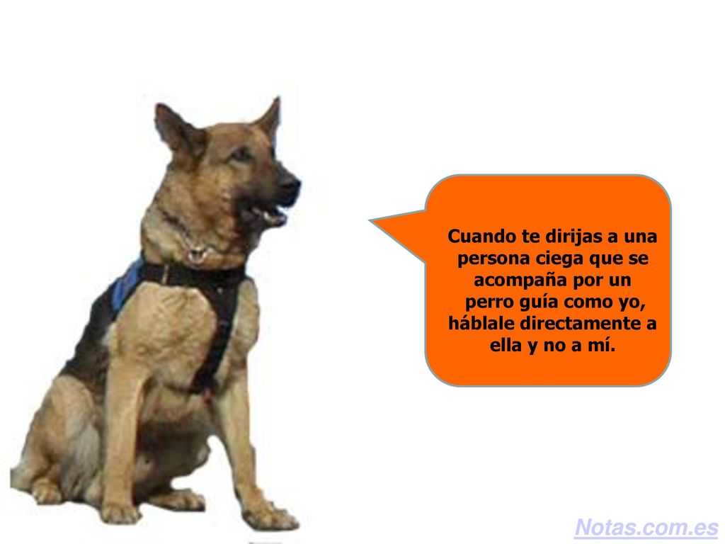 Cuando te dirijas a una persona ciega que se acompaña por un perro guía como yo, háblale directamente a ella y no a mí.