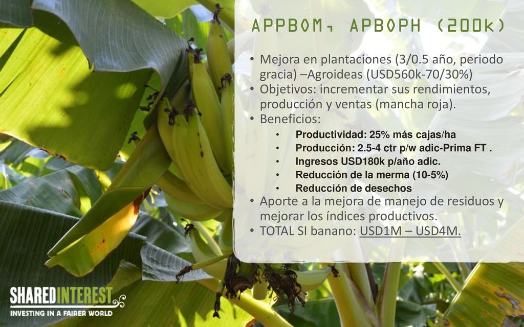 APPBOM, APBOPH (200k) Mejora en plantaciones (3/0.5 año, periodo gracia) –Agroideas (USD560k-70/30%)