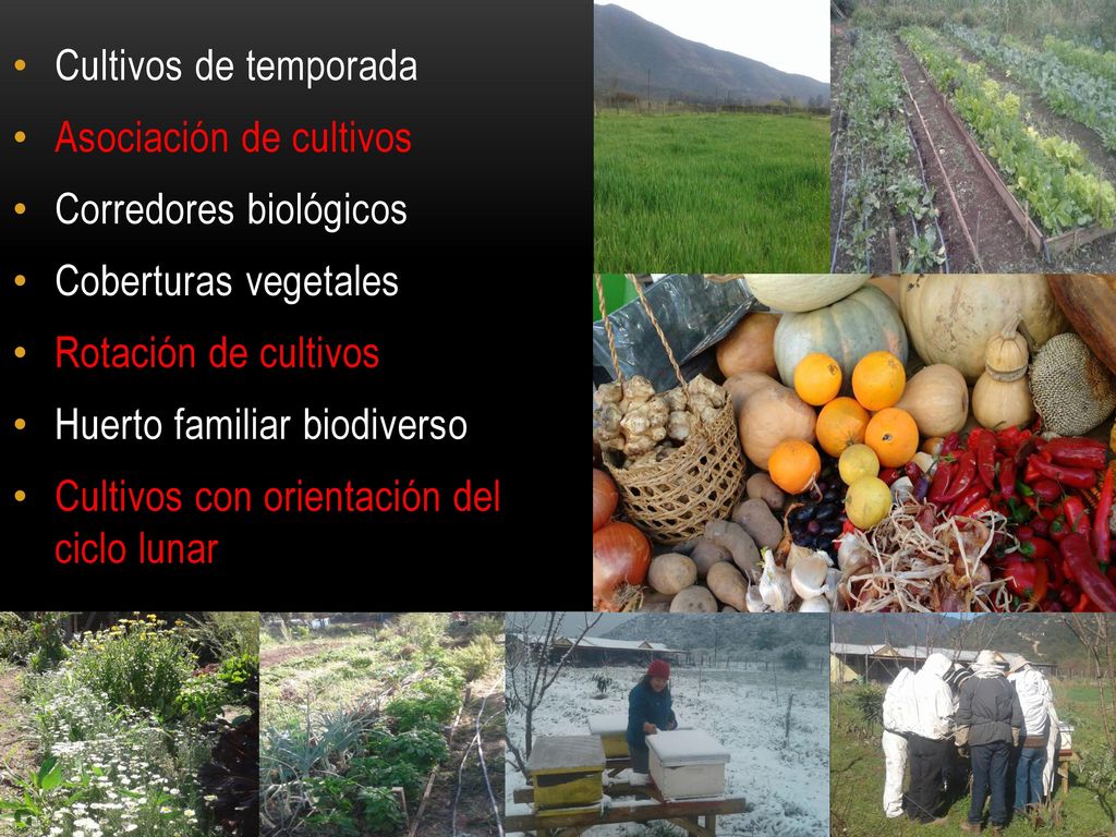 Cultivos de temporada Asociación de cultivos. Corredores biológicos. Coberturas vegetales. Rotación de cultivos.