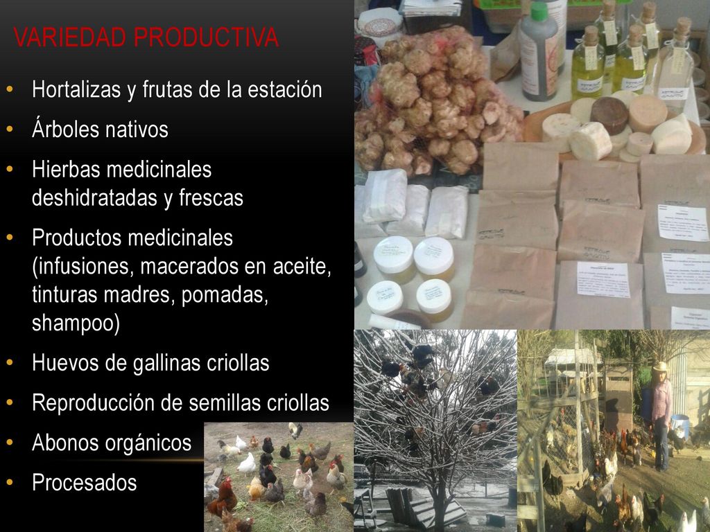 Variedad productiva Hortalizas y frutas de la estación Árboles nativos