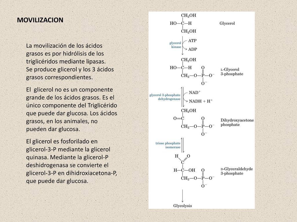 MOVILIZACION La movilización de los ácidos grasos es por hidrólisis de los triglicéridos mediante lipasas.