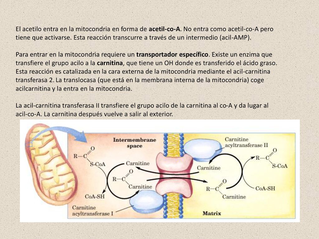 El acetilo entra en la mitocondria en forma de acetil-co-A