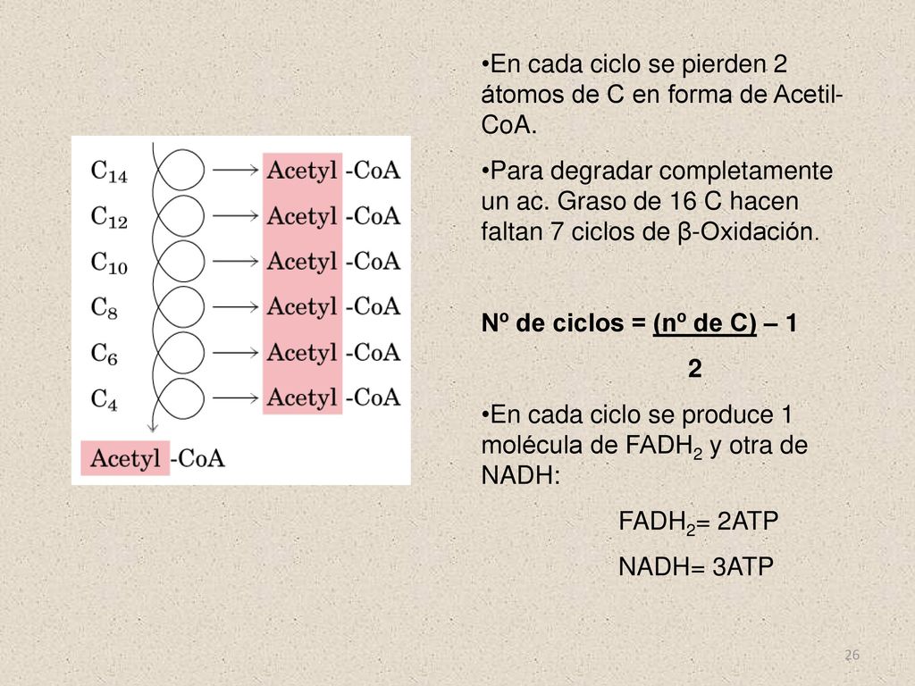 En cada ciclo se pierden 2 átomos de C en forma de Acetil-CoA.
