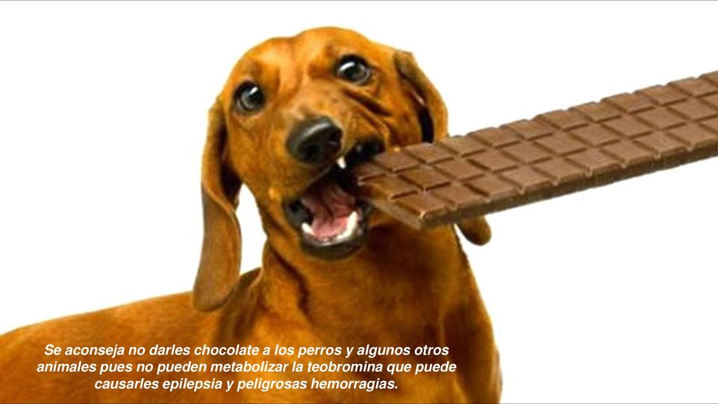 Se aconseja no darles chocolate a los perros y algunos otros animales pues no pueden metabolizar la teobromina que puede causarles epilepsia y peligrosas hemorragias.