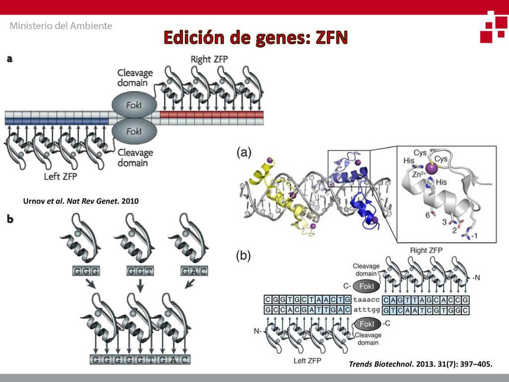 Edición de genes: ZFN Urnov et al. Nat Rev Genet. 2010