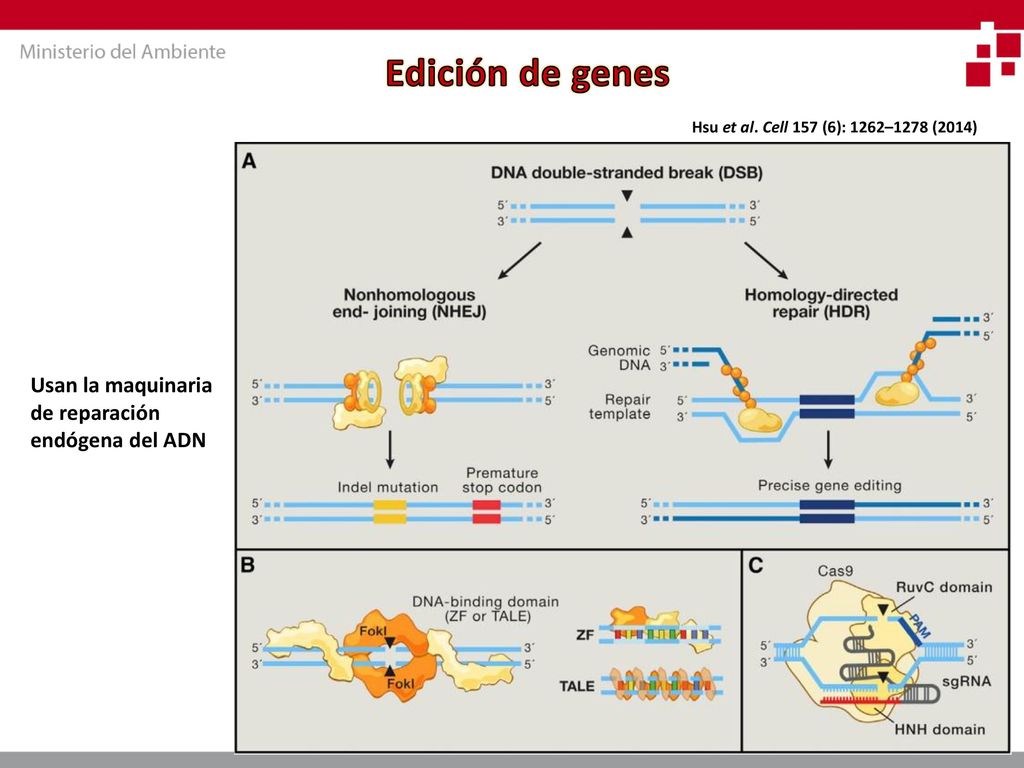 Edición de genes Usan la maquinaria de reparación endógena del ADN