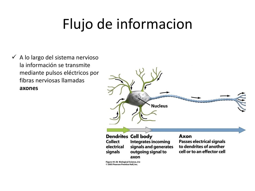 Flujo de informacion A lo largo del sistema nervioso la información se transmite mediante pulsos eléctricos por fibras nerviosas llamadas axones.