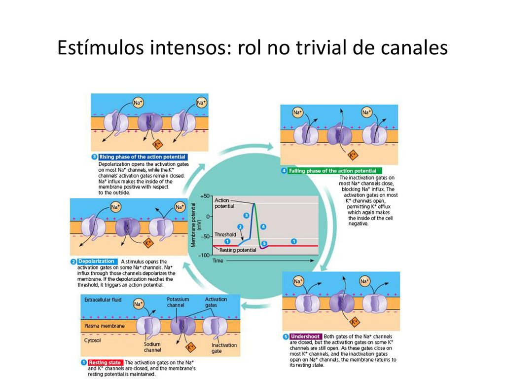 Canales Iónicos Hay de tres tiposÑ